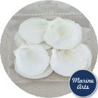 Craft Pack - Thai Moon Scallop Shells